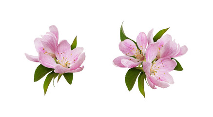 Wall Mural - Set of spring arrangements with Pink flowers and green leaves of Malus floribunda (profusely flowering apple) isolated on white  or transparent background