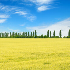 Canvas Print - Golden wheat field and blue sky with clouds.