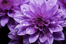 Purple Flower Petals With Water Drops On It. Close Up
