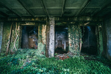 Interior Of Old Abandoned Building In Mold And Overgrown With Green Plants.