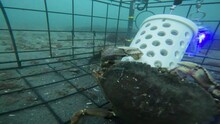 Timelapse Of Crabs Eating Bait Out Of A Crab Pot On The Ocean Floor.
