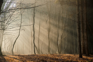 Wall Mural - foggy forest in late autumn