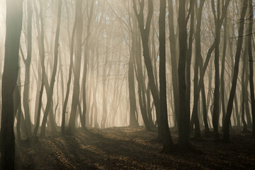 Wall Mural - foggy forest in late autumn