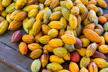 Wall Mural - Fresh cocoa pod harvest in farm