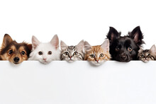 A Row Of Cute Cats And Dogs Peeking Behind A White Blank Poster On A White Background. Advertising Banner Mockup For Pet Shop Or Veterinary Clinic.