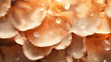 Closeup Of Mushrooms Leaves Background