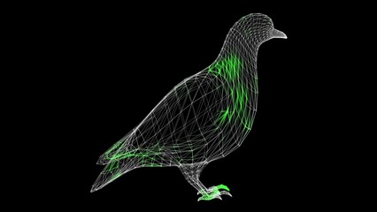 3D Dove scan on black bg. The bird pigeon is a symbol of peace and prosperity. Wild animals concept. Protection of the environment. For title, text, presentation. 3d animation.