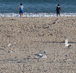 Canvas Print - Children and seagulls 