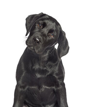 Portrait Of A Black Labrador Dog Looking A The Camera, Isolated On White
