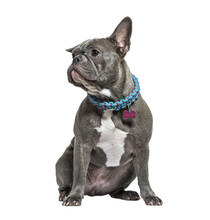 Young Grey French Bulldog Sitting In Front Wearing A Dog Collar