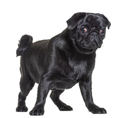 Wall Mural - Black Pug dog standing in front and looking at the camera, isolated