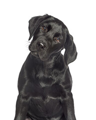 Wall Mural - portrait of a black labrador dog looking a the camera, isolated on white