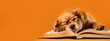 Cute dog in glasses fell asleep on a book close-up on an orange background. Banner, copyspace