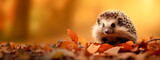 Fototapeta Zwierzęta - A cute hedgehog sits in autumn leaves against the backdrop of a beautiful autumn landscape. Banner, place for text