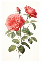 Simple, Clean Botanical Illustration Of Two Red Roses And Rose Buds Attached To A Single Stem On A White Background.