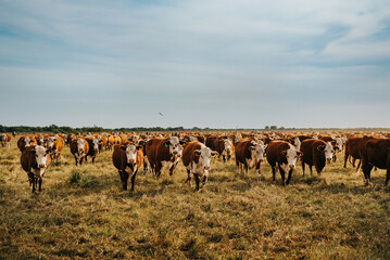 cows in the field