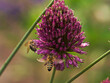 Bienen auf einem Kugellauch