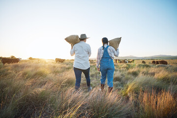 Poster - People, bag or farmers walking to cattle on field harvesting poultry livestock in small business together. Dairy production, teamwork or women carrying sack for animal growth or cattle in nature