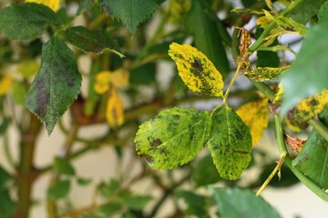 Wall Mural - Diplocarpon rosae, rose black spot disease