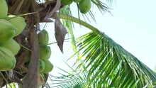 The Camera Moves Right To The Left, Green Coconut Is On Coconut Tree, Bunch Of Coconuts Are On Tree At Asian Farmer's Garden, In Thailand