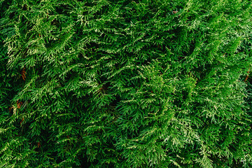 Beautiful background of the texture of thuja leaves. Thuja close-up. Background of thuja branches. Close-up of the beautiful green leaves of Thuja trees. Green thuja close up photo. Background