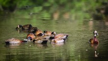 Group Of White Faced Whistling-Duck In Water With Reflection In Kruger National Park, South Africa ; Specie Dendrocygna Viduata Family Of Anatidae