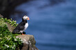 © robertharding - atlantic puffin, rock, united kingdom, europe