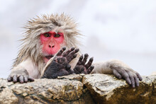 Japanese Macaque (Macaca Fuscats), Nagano, Japan, Asia
