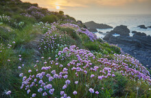 Sea Pink (Thrift) (Armeria Maritima), In Springtime Flower At Sunset, On Cliffs At Hartland Quay, On The North Coast Of Devon, England, United Kingdom