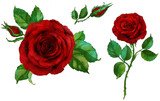 Fototapeta Pokój dzieciecy - set of red roses in watercolour for tattoo or decoration