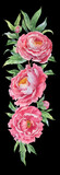 Fototapeta Sypialnia - bouquet of pink peonies in watercolour