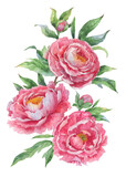 Fototapeta Sypialnia - Bouquet of pink watercolour peony