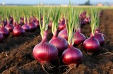 Fototapeta Miasto - Onion plants on field close up