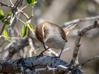 Wall Mural - Bewick's Wren Looking Down