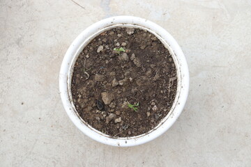 A White Pot Full of fertile soil mixed with fertilizers with 2 small plants on cemented Ground 