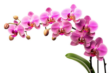 Wall Mural - Orchid on pot isolate on white background.