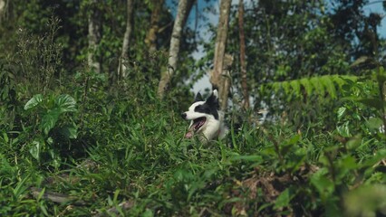 Wall Mural - View of a black and white Border Collie dog in the green forest