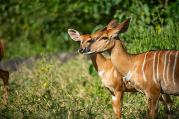 Wall Mural - antelope in the grass