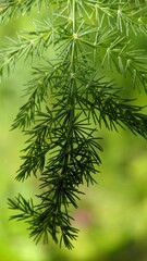 Poster - Macro shot of a cluster of pine needles against a soft, blurry green background