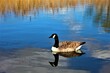 a goose floating on a calm river by itself in the water