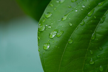 leaf with drops