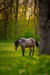 Poster - Beautiful brown horse  in a lush green pasture  in the Transylvanian forests