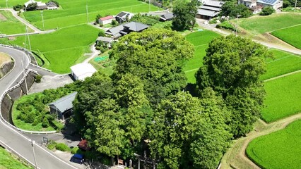 Canvas Print - Aerial video of the road surrounded by the trees and farm fields