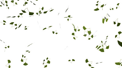 Wall Mural - isolated falling ginkgo or gingo green tree leaves falling
