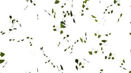 Wall Mural - isolated falling ginkgo or gingo green tree leaves falling