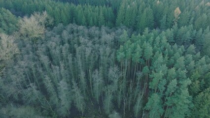 Sticker - Drone view above green pine tree forests during daytime