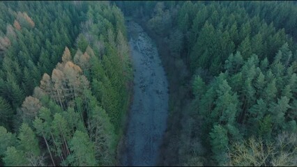 Poster - Drone view above a river between trees in a forests