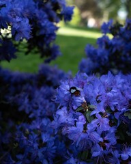 Poster - Bee perched on blue flowers