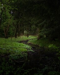 Poster - Lush and verdant forest with dense trees