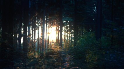 Poster - Dark forest with dense trees with the sunset shining in the background